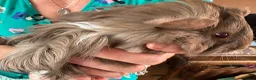 Guinea Pig rodents for sale: Beautiful, healthy, friendly brother guinea pigs - Advert 9