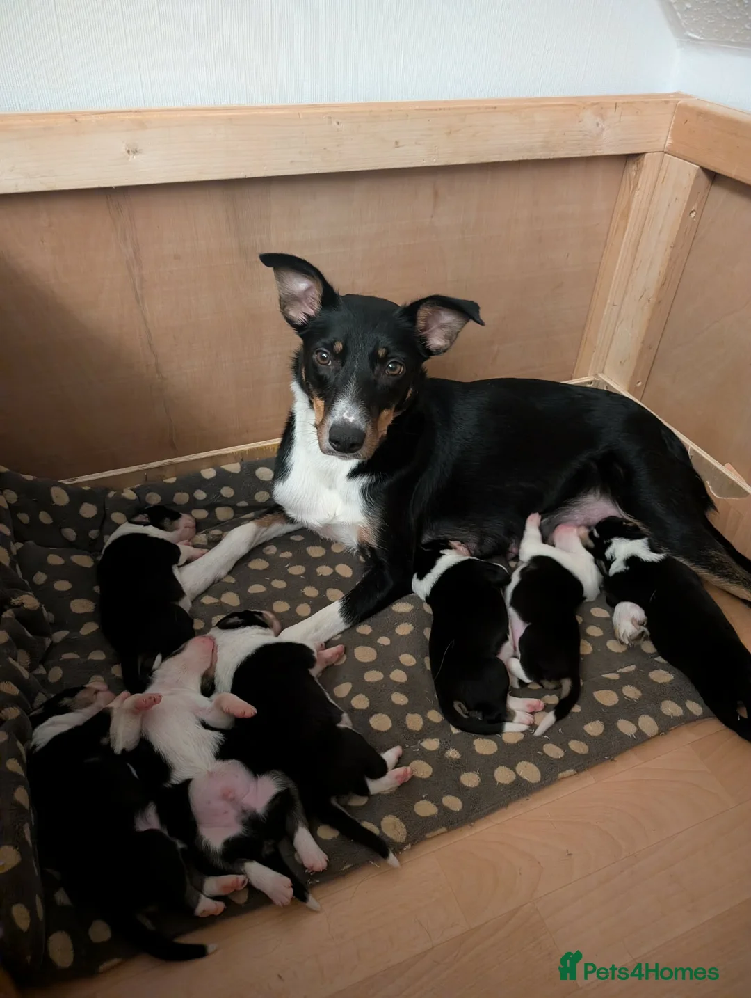 Border Collie dogs for sale: Beautiful Tri coloured border collie puppies - Advert 1