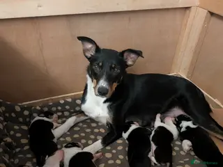Border Collie dogs Beautiful Tri coloured border collie puppies in Newton Abbot - Advert 3