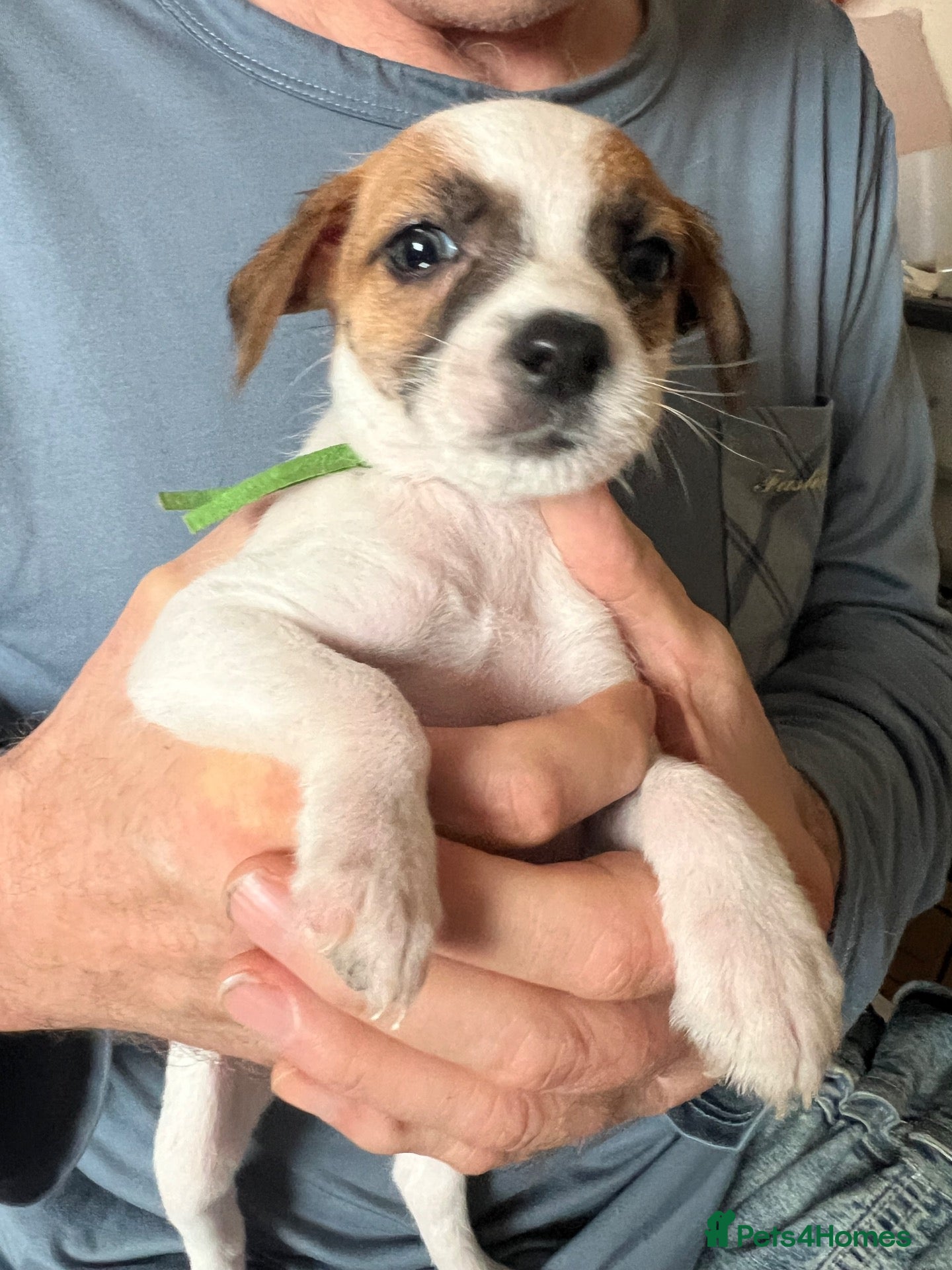 Mixed Breed dogs 1 loving and playful boy ready to go  - Advert 1