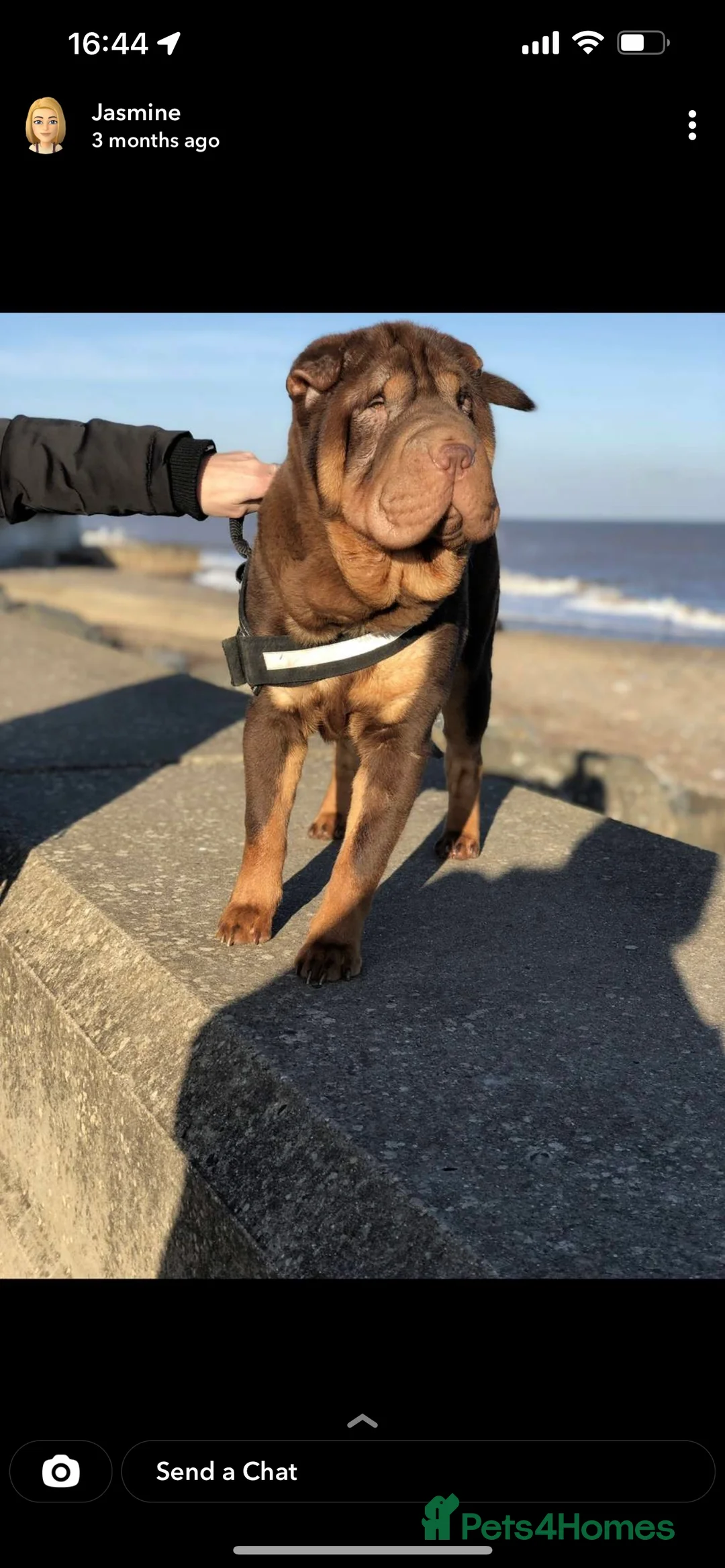 Shar Pei dogs for stud: YOGI CHOCLATE TAN SON OF TANK in Scunthorpe - Advert 2