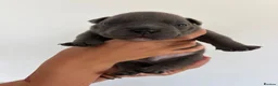 American Bully dogs for sale: 🧬 STUNNING CHUNKY POCKET BULLYS 🏆  - Advert 5