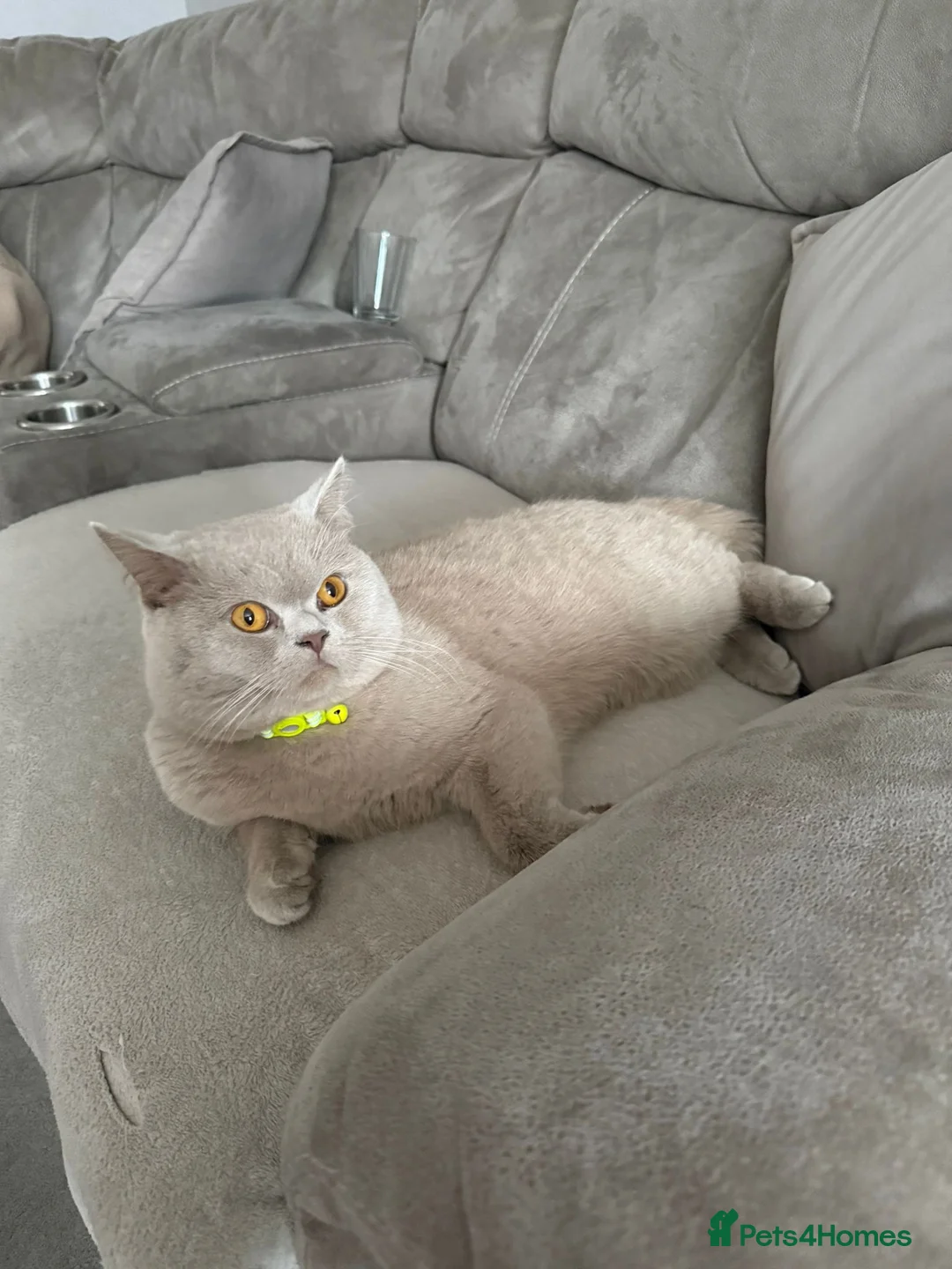 British Shorthair cats for sale: Adorable male BSH - Advert 7