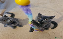 British Shorthair cats for sale: British Shorthair  - Image 8