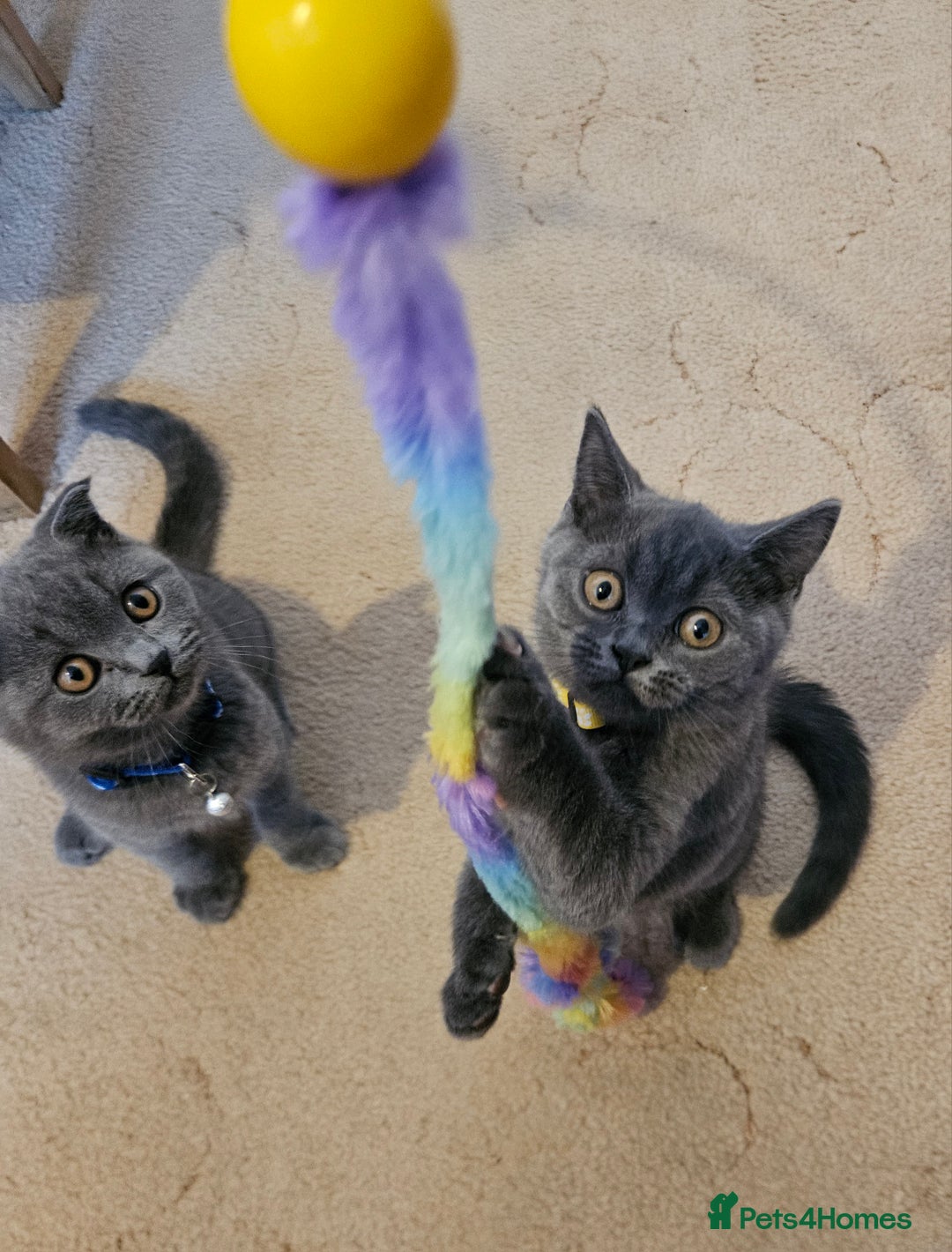British Shorthair cats for sale: British Shorthair  - Image 8