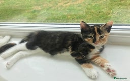 Egyptian Mau cats for sale: Adorable Calico Kitten Seeking Forever Home - Image 10