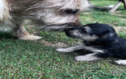 Jackapoo dogs for sale: Mabel  - Image 2