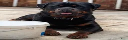 Rottweiler dogs for stud: Rottweiler HAJIMARI ROTTWEILERS  - Advert 3