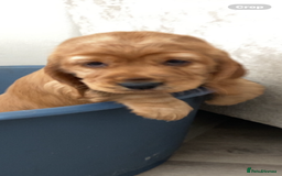 Sprocker dogs for sale: Cocker/sprocker  - Image 5