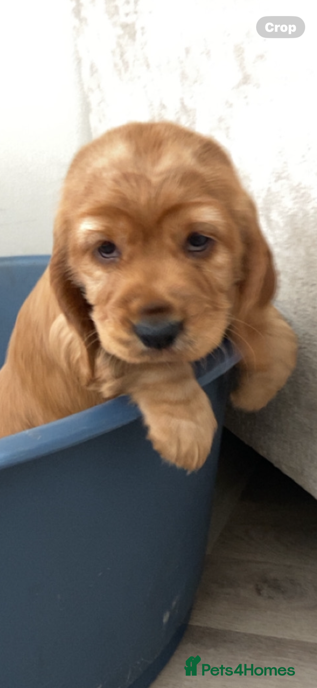 Sprocker dogs for sale: Cocker/sprocker  - Image 5