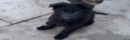 German Shepherd dogs for sale: 1 Purebred black GSD puppy - Advert 6