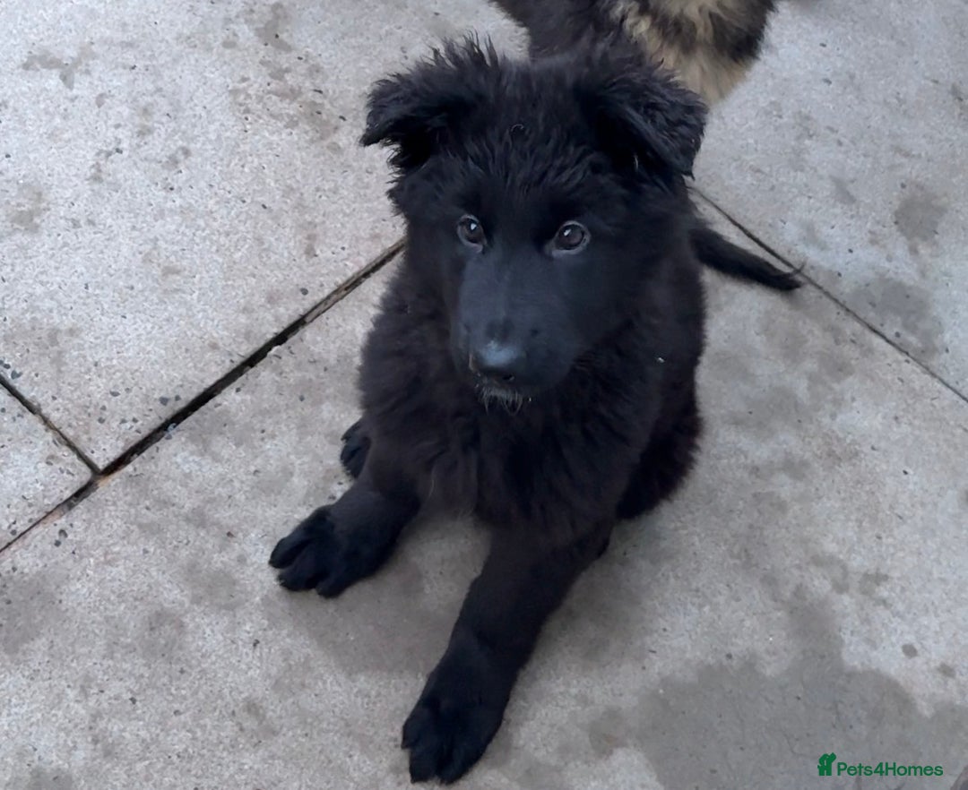 German Shepherd dogs for sale: 1 Purebred black GSD puppy - Advert 6
