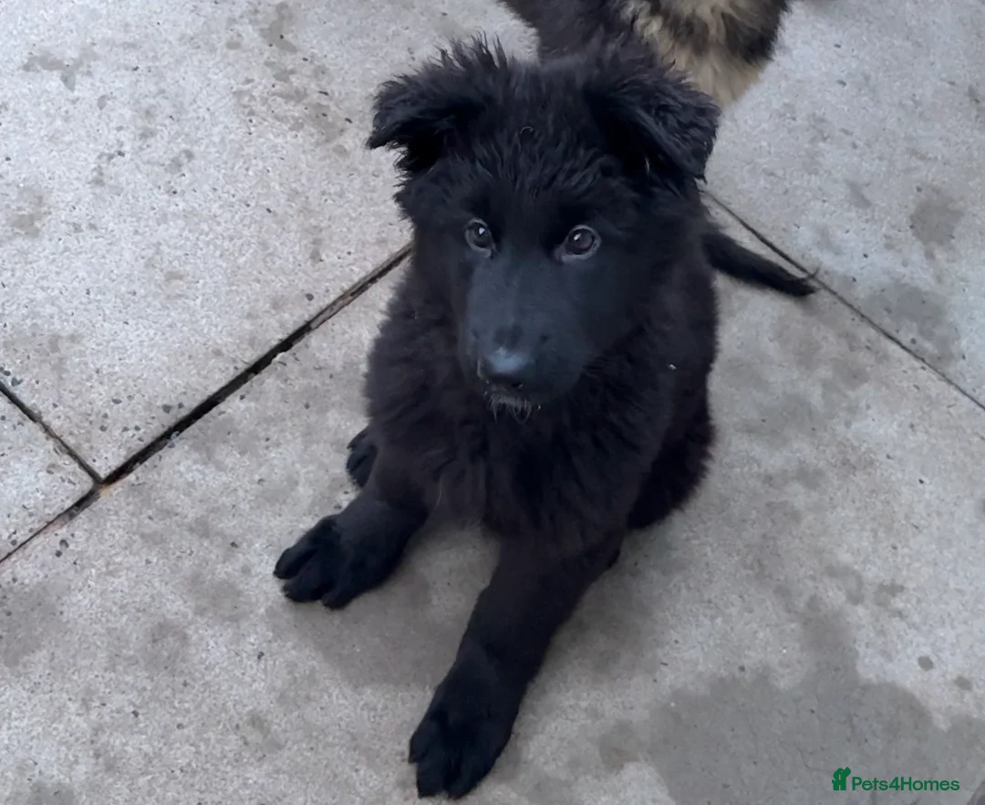 German Shepherd dogs for sale: 1 Purebred black GSD puppy - Advert 6