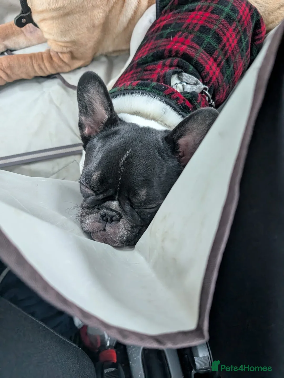 French Bulldog dogs for sale: Having to rehome ivy in Lincoln - Advert 2