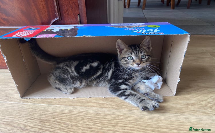 Mixed Breed cats - Advert 3