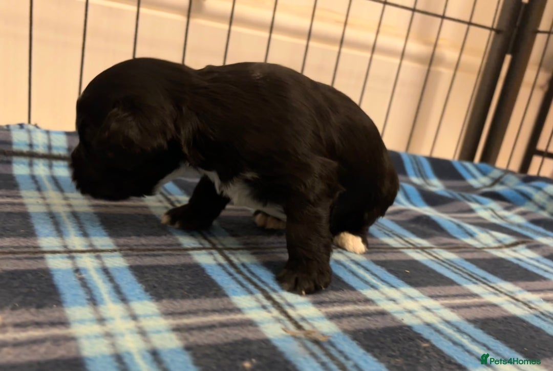 Cockapoo dogs for sale: F2 Cockapoo Puppies - Advert 12