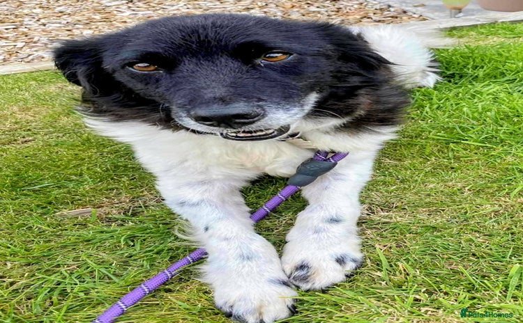 Mixed Breed dogs - Advert 4