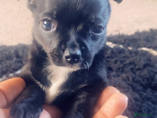 Chihuahua dogs - Advert 1