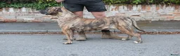 Presa Canario dogs for sale: Presa Canario puppies champion bloodlines - Advert 3