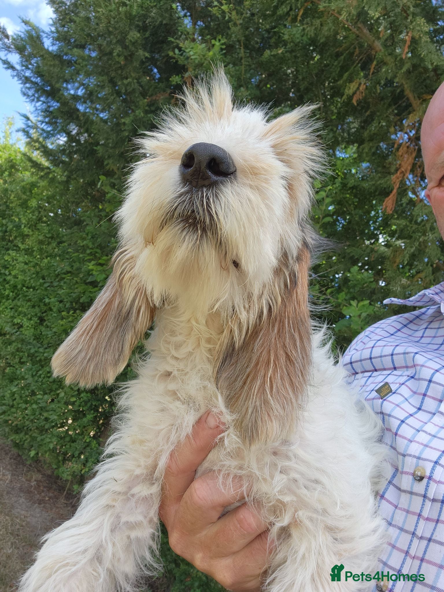 Basset Griffon Vendeen dogs Griffon grand bassets  - Advert 1