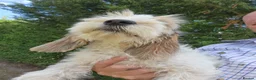 Basset Griffon Vendeen dogs for sale: Griffon grand bassets  - Advert 7