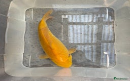 Koi Carp fish for sale: 💥QUALITY KOI CARP COLOURFUL NICE SELECTION💥 - Image 5