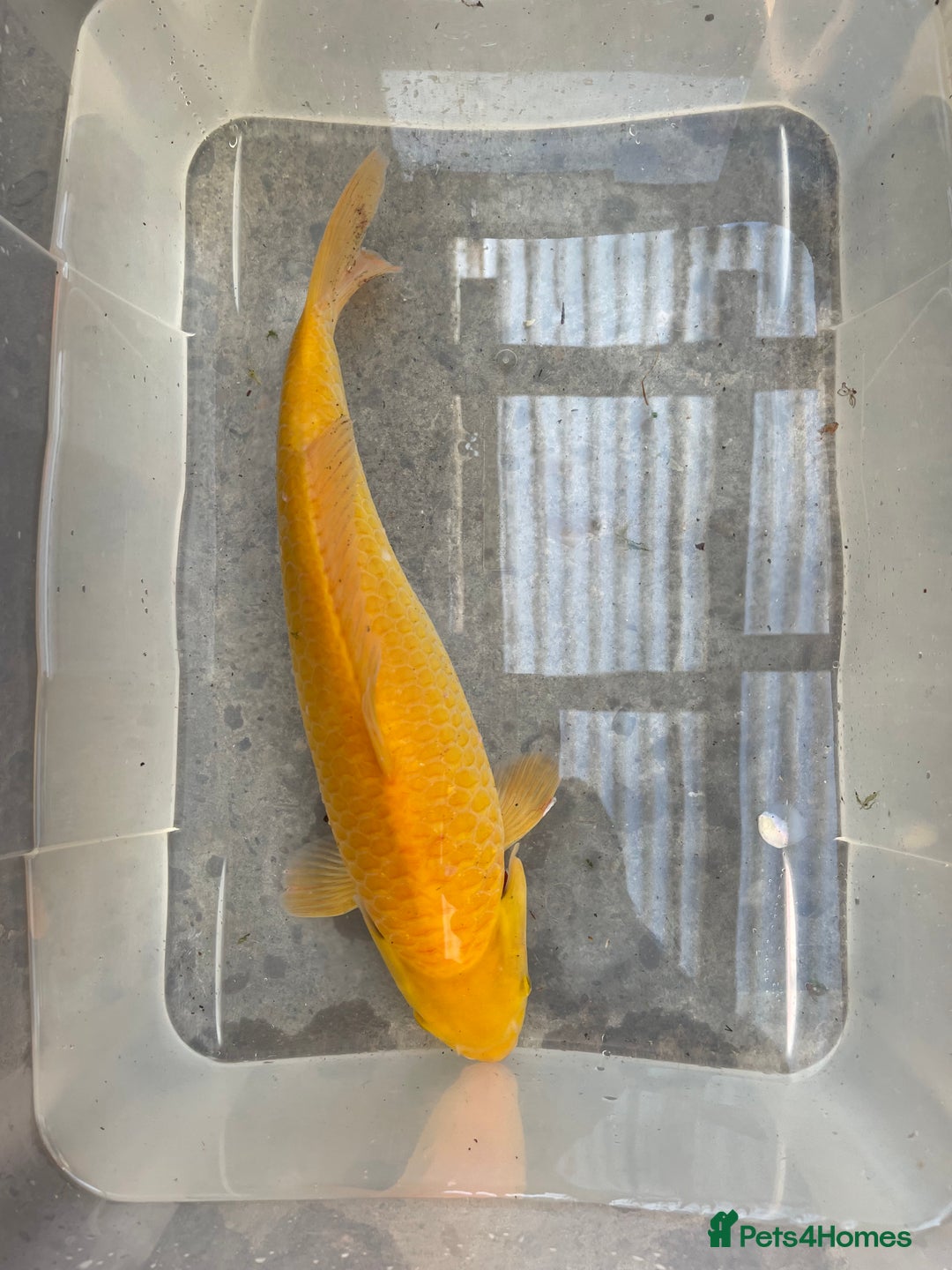Koi Carp fish for sale: 💥QUALITY KOI CARP COLOURFUL NICE SELECTION💥 - Image 5