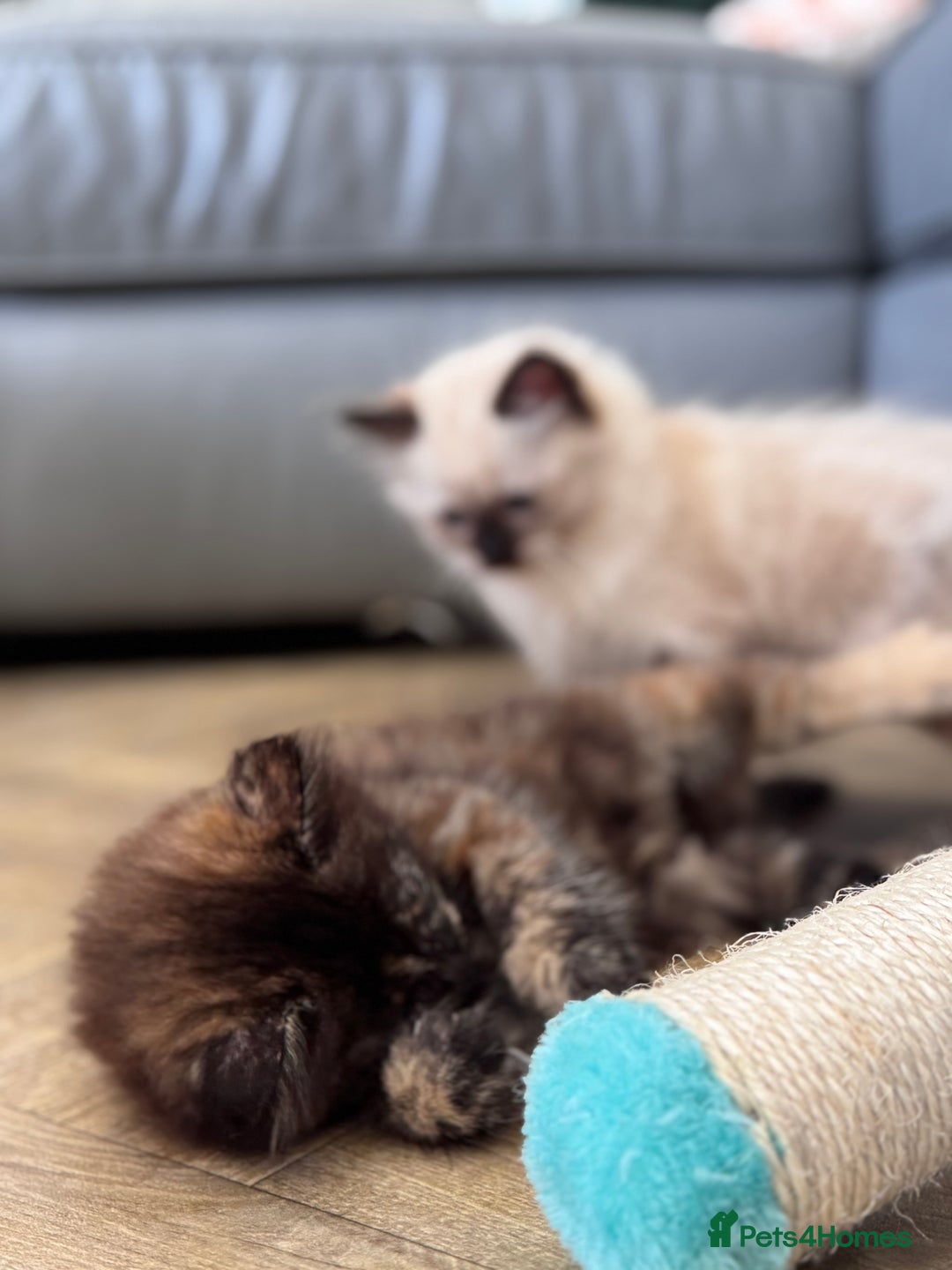 Mixed Breed cats for sale: Ragdoll and Maine Coon crossed  - Image 25