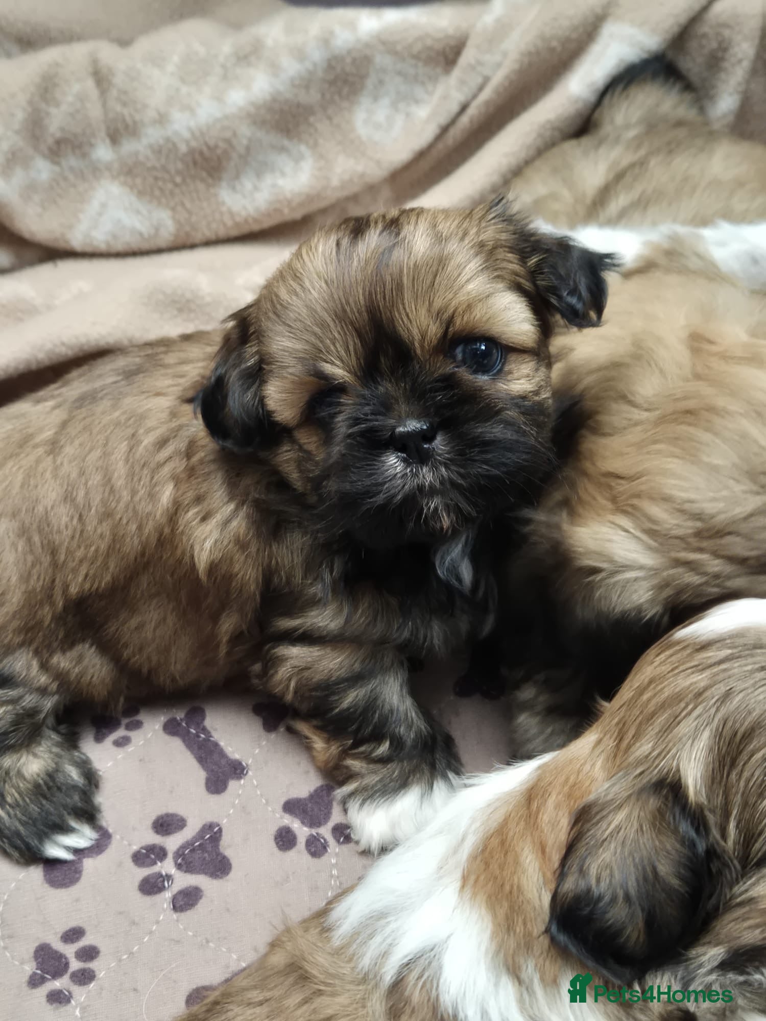 Shih Tzu dogs Shih Tzu puppies - Advert 7