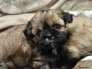 Shih Tzu dogs Shih Tzu puppies - Advert 7