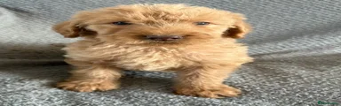 Labradoodle 4