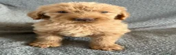 Labradoodle dogs for sale: Beautiful F1b Labradoodles  - Advert 5