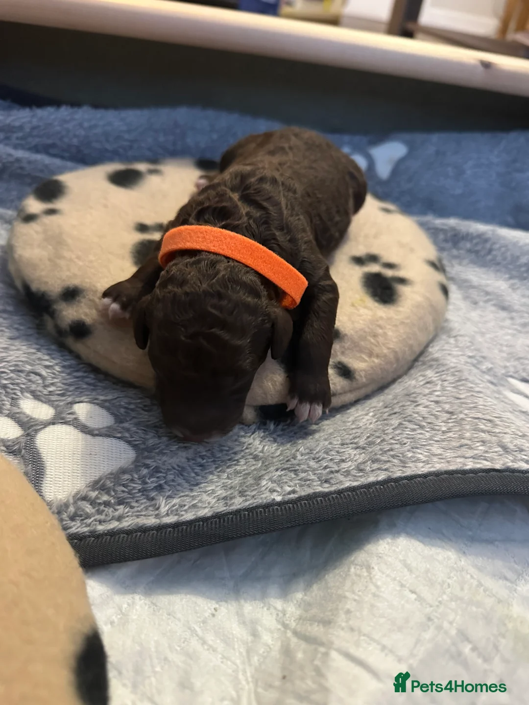 Cockapoo dogs for sale: 🤎 Premium Chocolate Cockapoo 🤎 in Worcester - Advert 2