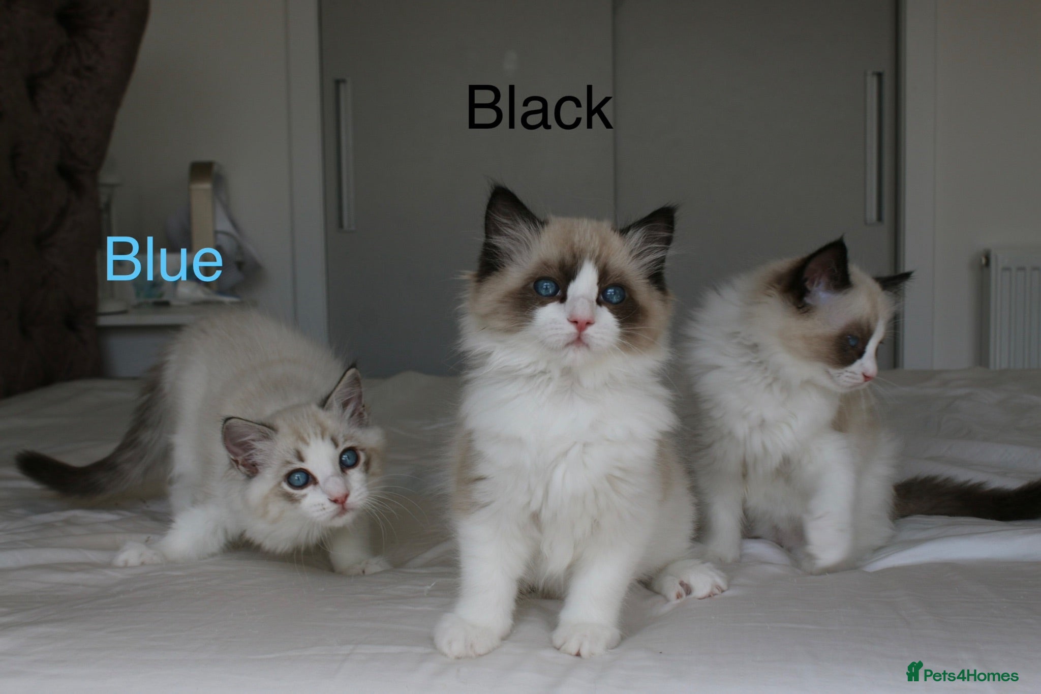 Ragdoll cats TICA Registered Ragdoll Kittens - Advert 1