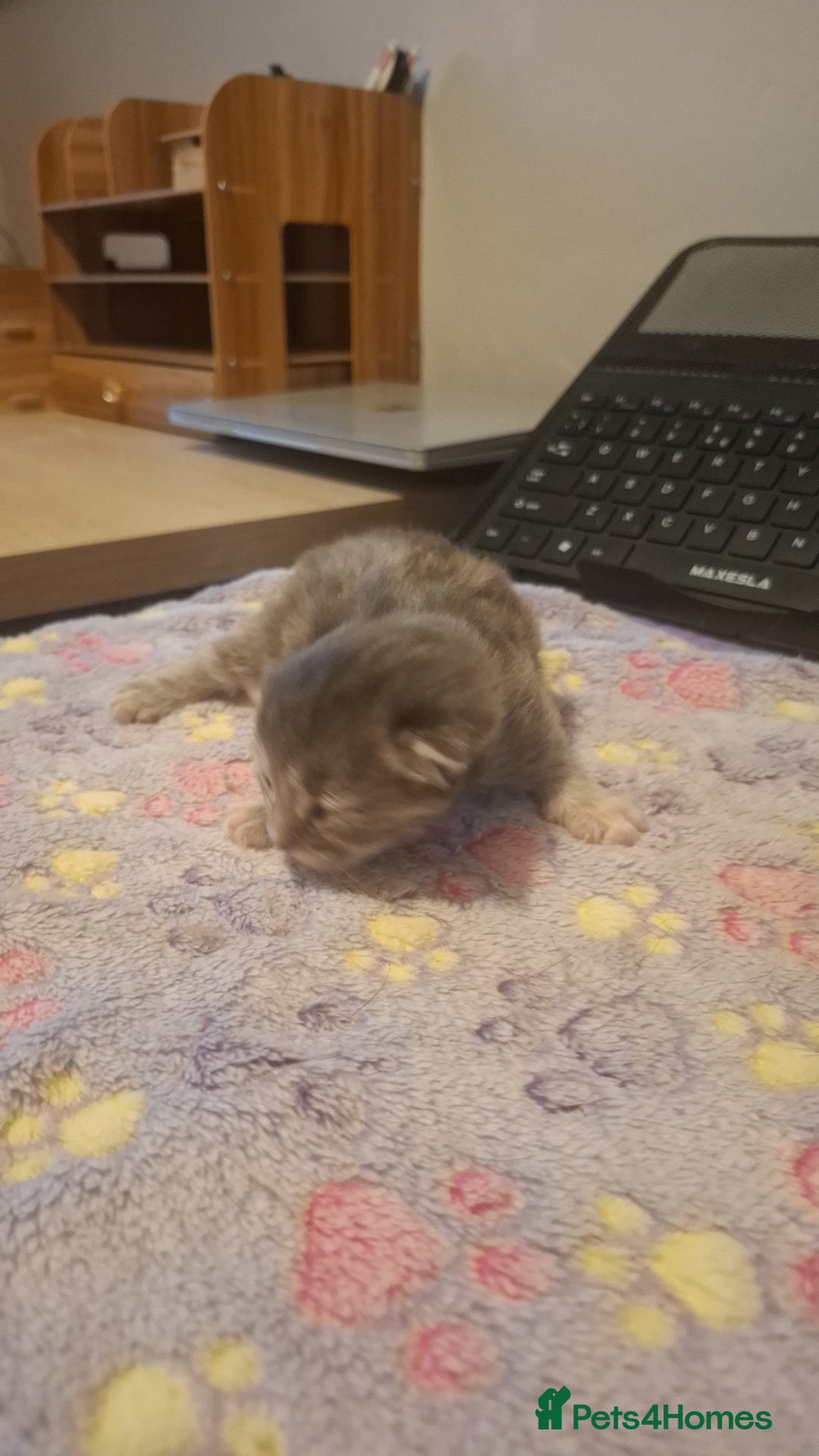 Mixed Breed cats for sale: 1 kitten left. READY NOW - Image 7