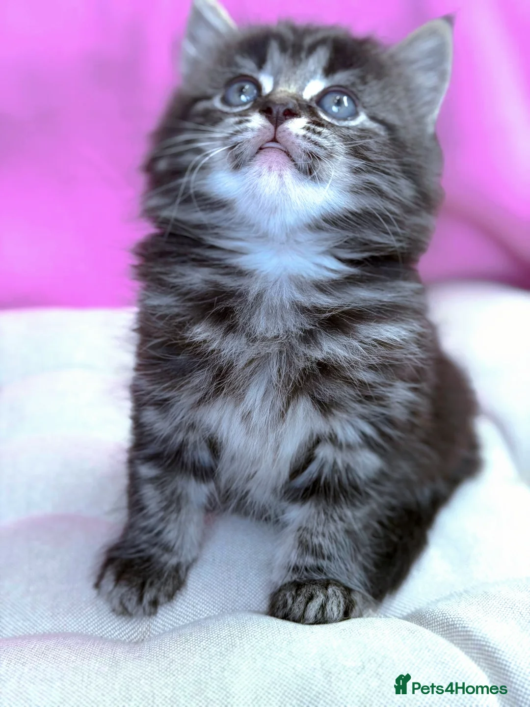 Mixed Breed cats for sale: !! READY NOW!!  Adorable Ragdoll Kittens Mix  - Advert 1