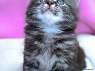 Mixed Breed cats !! READY NOW!! Adorable Ragdoll Kittens Mix - Advert 3