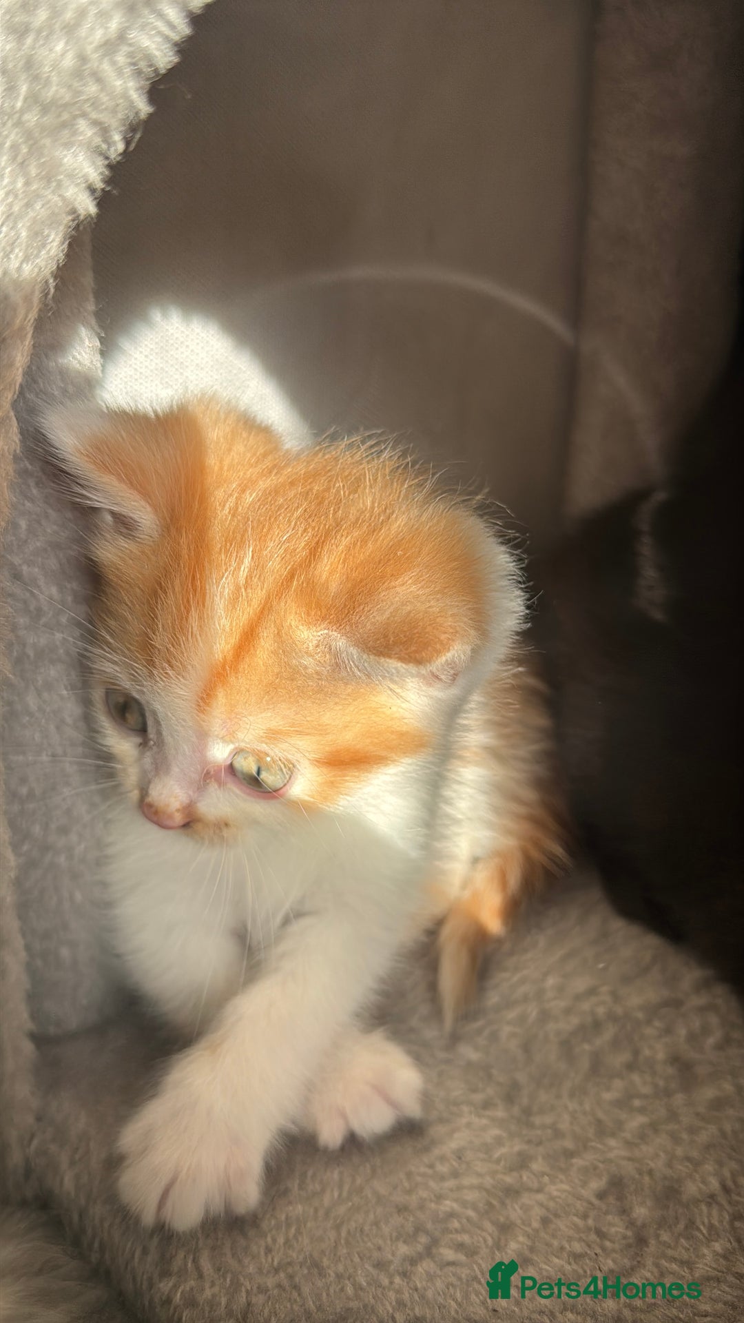 Persian cats for sale: mixed bombay and persian kittens  - Image 20