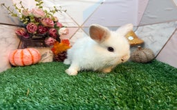 Mini Lop rabbits for sale: 🐰 Adorable Male Mini Lops 🏡 - Image 4