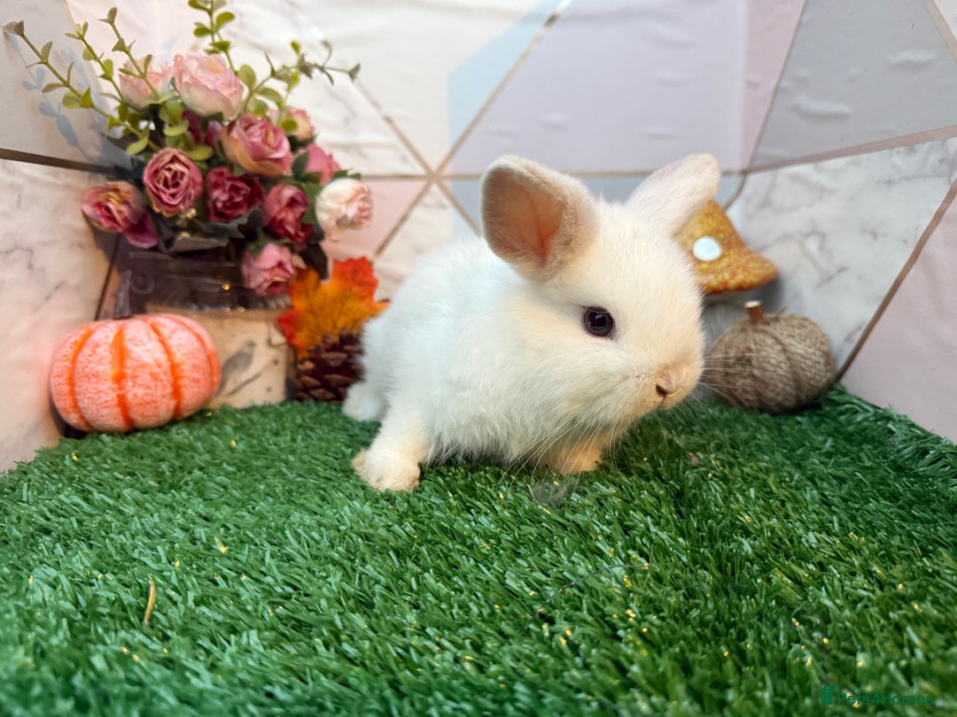 Mini Lop rabbits for sale: 🐰 Adorable Male Mini Lops 🏡 - Image 4