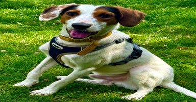 Foxhound dogs - Advert 4