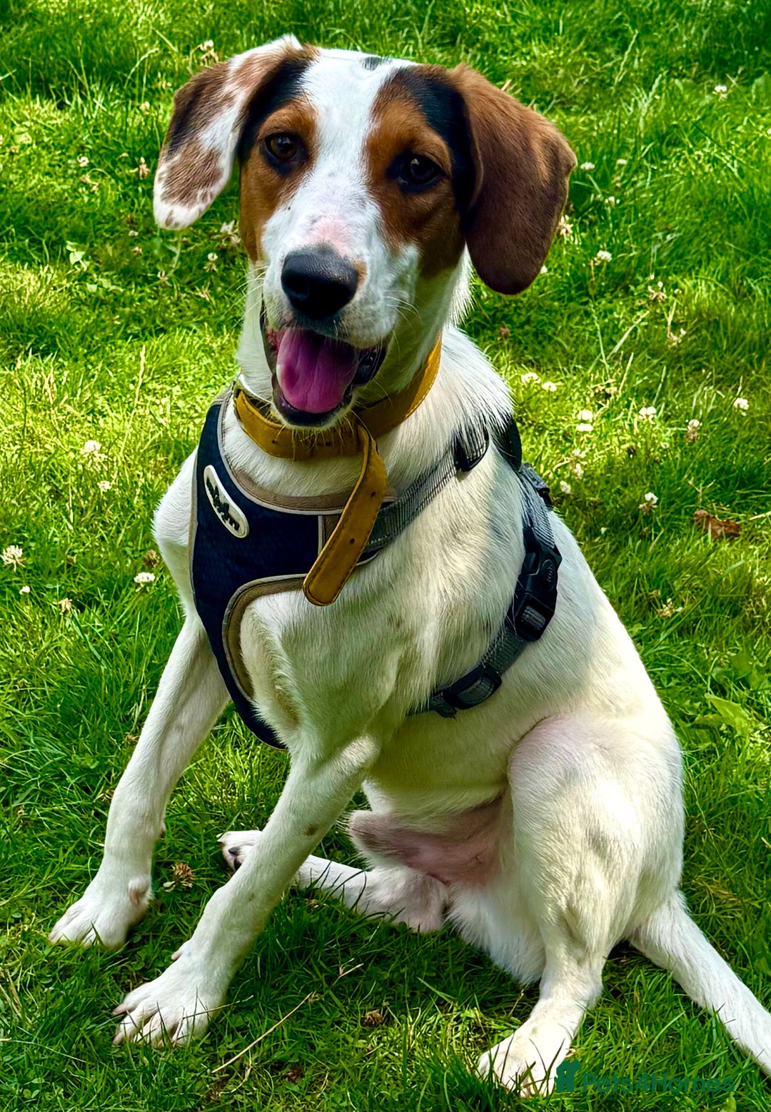 Foxhound dogs for adoption: Hugo – The Puppy Who Survived the Silence - Image 2