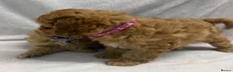 Cavapoo dogs for sale: Bred From Health Tested Parents Cavapoo Girls - Advert 6