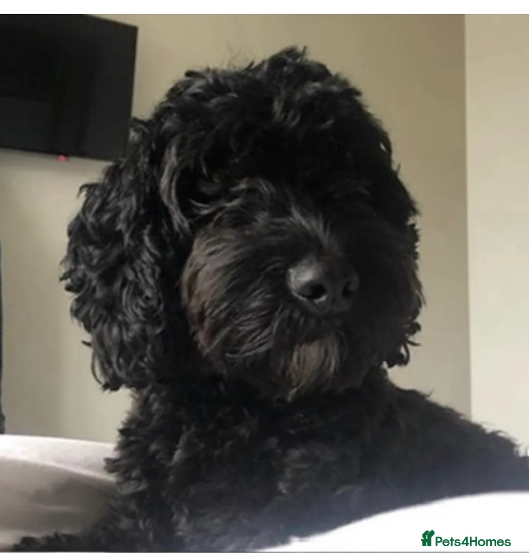 Mixed Breed dogs for sale: Cockapoo / Sprocker Puppies - Advert 12