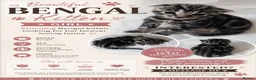 Bengal cats for sale: Bengal Kittens  in Skelmersdale - Advert 15