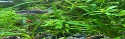 Corys fish for sale: Various species of Corydoras. Adult breeding pairs - Advert 5