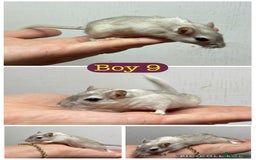 Gerbil rodents for sale: Beautiful friendly baby gerbils  - Image 9