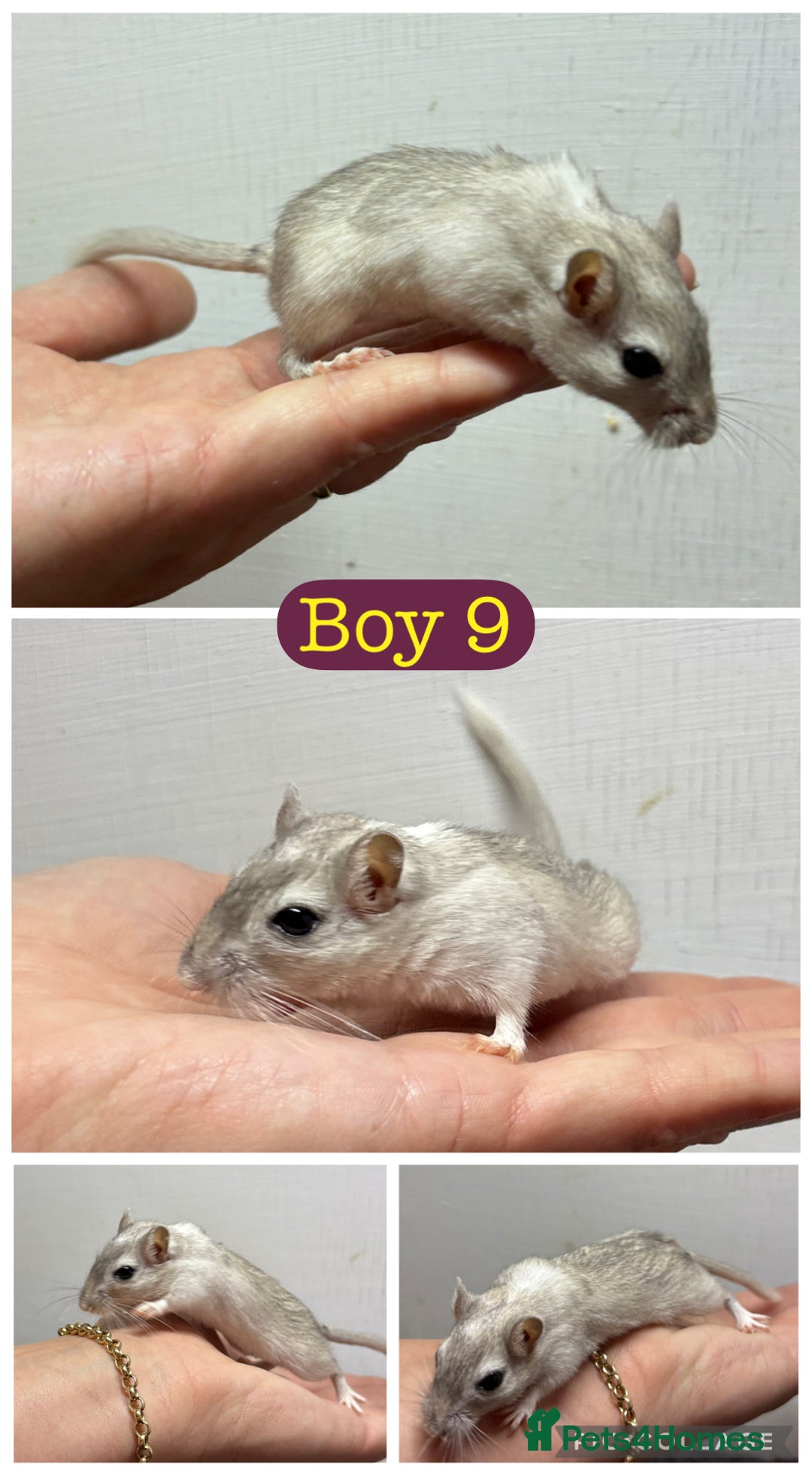Gerbil rodents for sale: Beautiful friendly baby gerbils  - Image 9