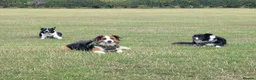 Border Collie dogs for sale: Looking For A New Home For Jack  in Derby - Advert 4