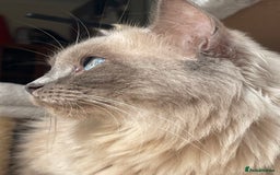 Ragdoll cats for sale: TICA registered pedigree Mink & blue point kittens - Image 34